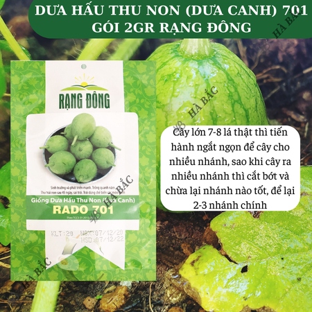 Hạt Giống Dưa Hấu Thu Non RADO 701 (Gói 2g~25 Hạt) Rạng Đông, Trái Sai, Trồng Quanh Năm, Sinh Trưởng Mạnh