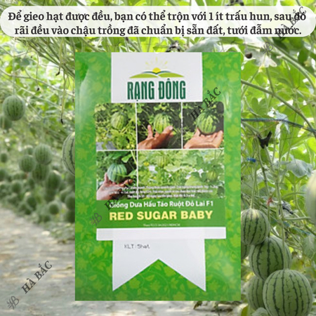 Hạt Giống Dưa Hấu Táo Ruột Đỏ Red Sugar Baby RADO (Gói 5 Hạt) Rạng Đông, Ruột Đỏ, Ngọt, Sai Trái, Dễ Gieo Trồng