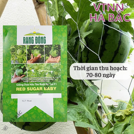 Hạt Giống Dưa Hấu Táo Ruột Đỏ Red Sugar Baby RADO (Gói 5 Hạt) Rạng Đông, Ruột Đỏ, Ngọt, Sai Trái, Dễ Gieo Trồng