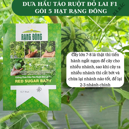 Hạt Giống Dưa Hấu Táo Ruột Đỏ Red Sugar Baby RADO (Gói 5 Hạt) Rạng Đông, Ruột Đỏ, Ngọt, Sai Trái, Dễ Gieo Trồng