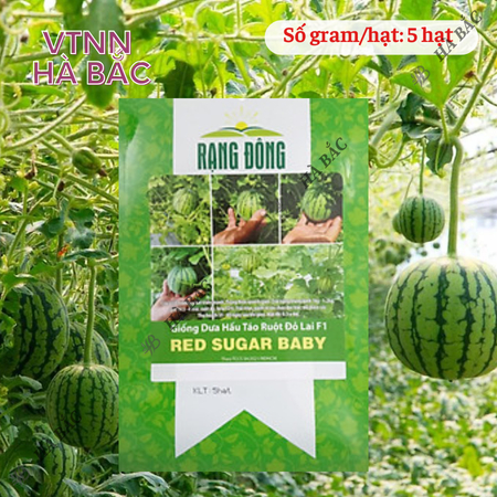 Hạt Giống Dưa Hấu Táo Ruột Đỏ Red Sugar Baby RADO (Gói 5 Hạt) Rạng Đông, Ruột Đỏ, Ngọt, Sai Trái, Dễ Gieo Trồng