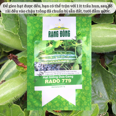 Hạt Giống Dưa Gang RADO 779 (Gói 1g~50 Hạt) Rạng Đông, Trái Dài, Thơm, Ngon, Sinh Trưởng Mạnh