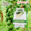 Hạt Giống Đu Đủ Xanh Pallas RADO 608 (Gói 10 Hạt) Rạng Đông, Dễ Gieo Trồng, Trái To, Dài, Giòn, Sai Trái