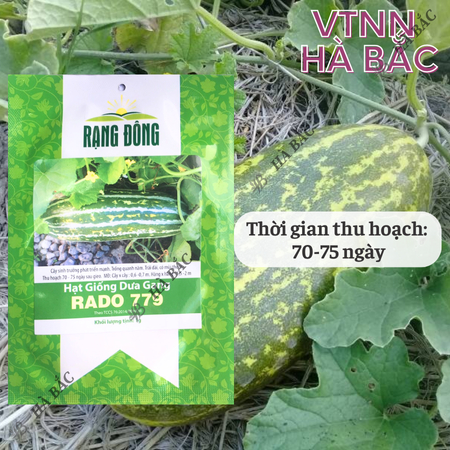 Hạt Giống Dưa Gang RADO 779 (Gói 1g~50 Hạt) Rạng Đông, Trái Dài, Thơm, Ngon, Sinh Trưởng Mạnh