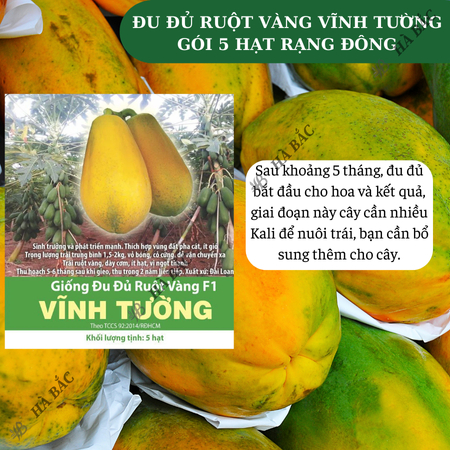 Hạt Giống Đu Đủ Ruột Vàng F1 Vĩnh Tường RADO (Gói 5 Hạt) Rạng Đông, Trái To, Ra Quả 2 Năm, Ngọt