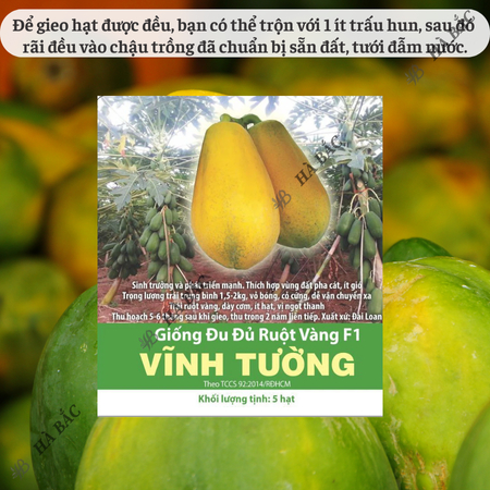 Hạt Giống Đu Đủ Ruột Vàng F1 Vĩnh Tường RADO (Gói 5 Hạt) Rạng Đông, Trái To, Ra Quả 2 Năm, Ngọt