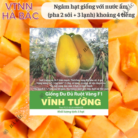 Hạt Giống Đu Đủ Ruột Vàng F1 Vĩnh Tường RADO (Gói 5 Hạt) Rạng Đông, Trái To, Ra Quả 2 Năm, Ngọt