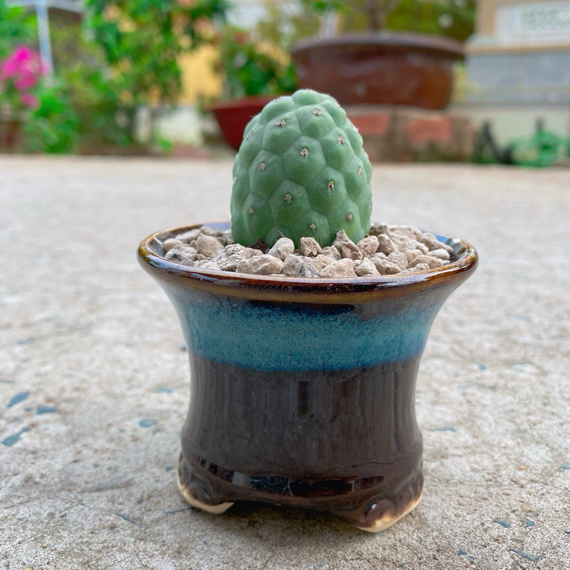 XƯƠNG RỒNG TRỨNG RỒNG size 3,7cm trở lên | Shopee Việt Nam