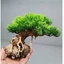 Cây trang trí bể cá mini, đế bằng đá, tán bằng nhựa
