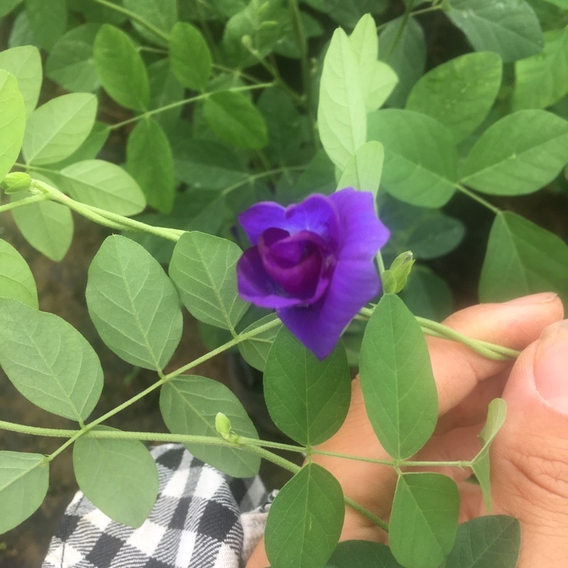 2 Cây Hoa Đậu Biếc Leo Giàn Trồng Sẵn Nhiều Công Dụng Đã Có Thể Ra Hoa, Quả Hạt Giống Canh Nông KVT