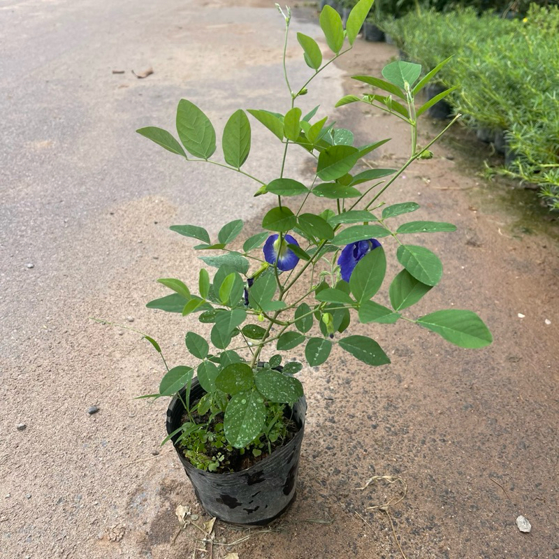 2 Cây Hoa Đậu Biếc Leo Giàn Trồng Sẵn Nhiều Công Dụng Đã Có Thể Ra Hoa, Quả Hạt Giống Canh Nông KVT