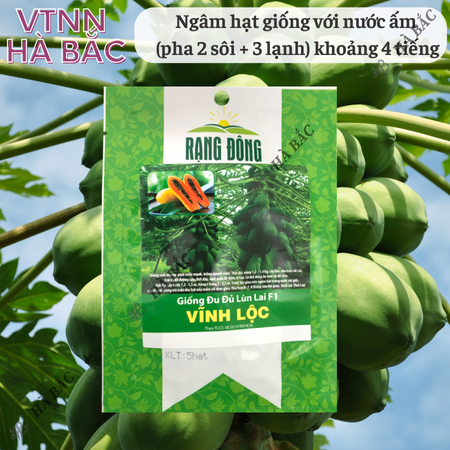 Hạt Giống Đu Đủ Lùn Lai F1 Vĩnh Lộc RADO (Gói 5 Hạt) Rạng Đông, Sinh Trưởng Khỏe, Năng Suất Cao
