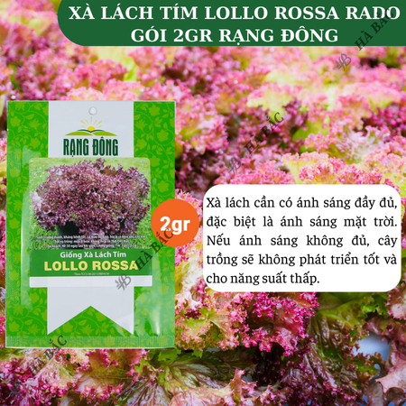 Hạt Giống Xà Lách Tím Lollo Rossa RADO (Gói 2g~1200 Hạt) Rạng Đông, Giòn, Giàu Dinh Dưỡng, Nảy Mầm Tốt