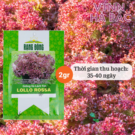 Hạt Giống Xà Lách Tím Lollo Rossa RADO (Gói 2g~1200 Hạt) Rạng Đông, Giòn, Giàu Dinh Dưỡng, Nảy Mầm Tốt