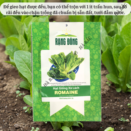 Hạt Giống Xà Lách Romaine RADO (Gói 2g~1000 Hạt) Rạng Đông, Nảy Mầm Tốt, Sinh Trưởng Khỏe, Trồng Quanh Năm