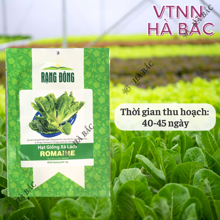 Hạt Giống Xà Lách Romaine RADO (Gói 2g~1000 Hạt) Rạng Đông, Nảy Mầm Tốt, Sinh Trưởng Khỏe, Trồng Quanh Năm