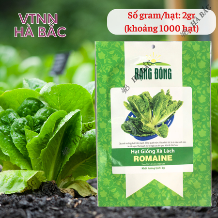 Hạt Giống Xà Lách Romaine RADO (Gói 2g~1000 Hạt) Rạng Đông, Nảy Mầm Tốt, Sinh Trưởng Khỏe, Trồng Quanh Năm