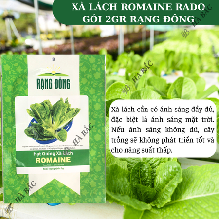 Hạt Giống Xà Lách Romaine RADO (Gói 2g~1000 Hạt) Rạng Đông, Nảy Mầm Tốt, Sinh Trưởng Khỏe, Trồng Quanh Năm