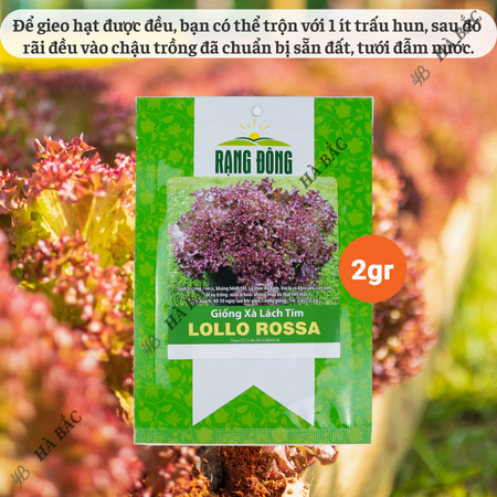 Hạt Giống Xà Lách Tím Lollo Rossa RADO (Gói 2g~1200 Hạt) Rạng Đông, Giòn, Giàu Dinh Dưỡng, Nảy Mầm Tốt