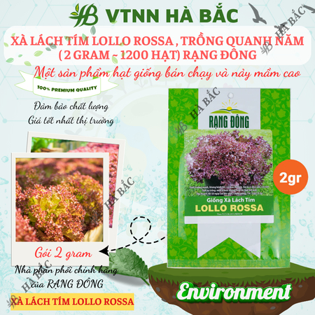 Hạt Giống Xà Lách Tím Lollo Rossa RADO (Gói 2g~1200 Hạt) Rạng Đông, Giòn, Giàu Dinh Dưỡng, Nảy Mầm Tốt