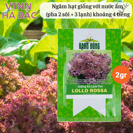 Hạt Giống Xà Lách Tím Lollo Rossa RADO (Gói 2g~1200 Hạt) Rạng Đông, Giòn, Giàu Dinh Dưỡng, Nảy Mầm Tốt