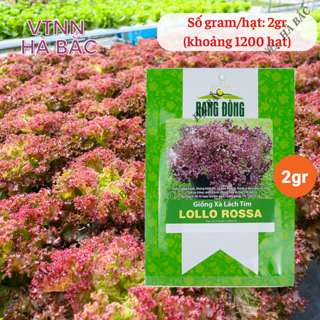 Hạt Giống Xà Lách Tím Lollo Rossa RADO (Gói 2g~1200 Hạt) Rạng Đông, Giòn, Giàu Dinh Dưỡng, Nảy Mầm Tốt