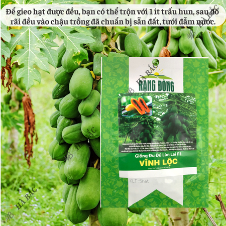 Hạt Giống Đu Đủ Lùn Lai F1 Vĩnh Lộc RADO (Gói 5 Hạt) Rạng Đông, Sinh Trưởng Khỏe, Năng Suất Cao