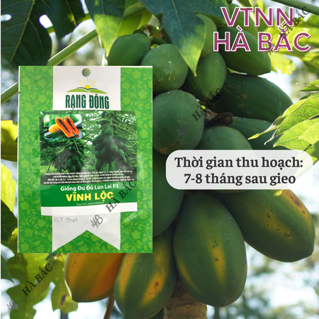 Hạt Giống Đu Đủ Lùn Lai F1 Vĩnh Lộc RADO (Gói 5 Hạt) Rạng Đông, Sinh Trưởng Khỏe, Năng Suất Cao