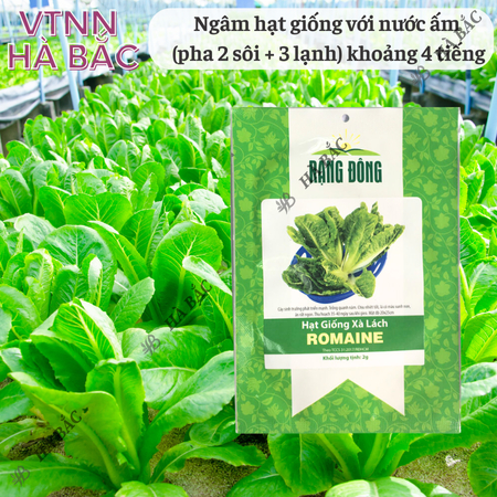 Hạt Giống Xà Lách Romaine RADO (Gói 2g~1000 Hạt) Rạng Đông, Nảy Mầm Tốt, Sinh Trưởng Khỏe, Trồng Quanh Năm