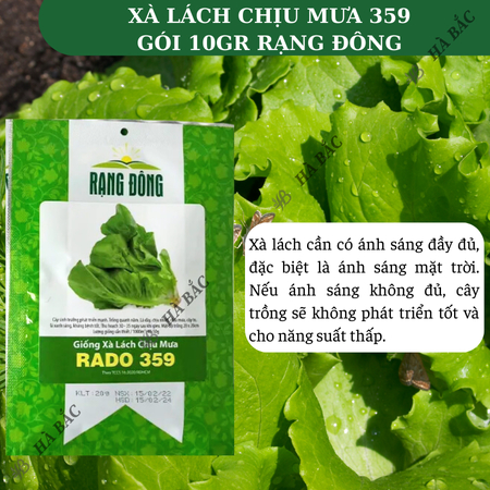 Hạt Giống Xà Lách Chịu Mưa RADO 359 (Gói 10g~5000 Hạt) Rạng Đông, Dễ Chăm Sóc, Nhanh Thu Hoạch