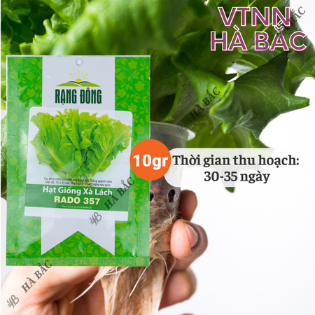 Hạt Giống Xà Lách RADO 357 (Gói 10g~6000 Hạt) Rạng Đông, Giống Xà Lách Dún Trồng Quanh Năm, Nhanh Thu Hoạch