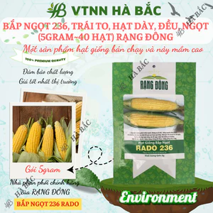 Hạt Giống Bắp Ngọt RADO 236 (Gói 5g~40 Hạt) Rạng Đông, Trái To, Ngọt, Trồng Quanh Năm