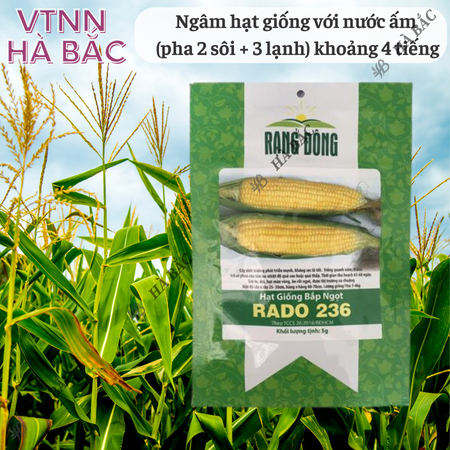 Hạt Giống Bắp Ngọt RADO 236 (Gói 5g~40 Hạt) Rạng Đông, Trái To, Ngọt, Trồng Quanh Năm