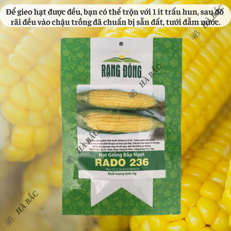Hạt Giống Bắp Ngọt RADO 236 (Gói 5g~40 Hạt) Rạng Đông, Trái To, Ngọt, Trồng Quanh Năm