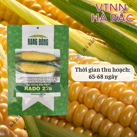 Hạt Giống Bắp Ngọt RADO 236 (Gói 5g~40 Hạt) Rạng Đông, Trái To, Ngọt, Trồng Quanh Năm