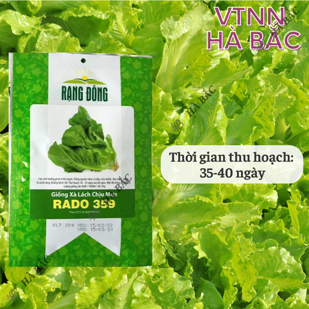 Hạt Giống Xà Lách Chịu Mưa RADO 359 (Gói 10g~5000 Hạt) Rạng Đông, Dễ Chăm Sóc, Nhanh Thu Hoạch