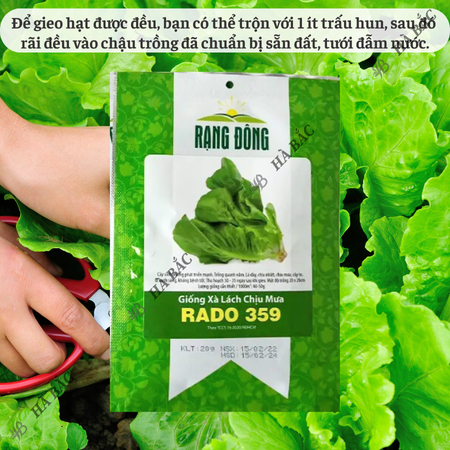Hạt Giống Xà Lách Chịu Mưa RADO 359 (Gói 10g~5000 Hạt) Rạng Đông, Dễ Chăm Sóc, Nhanh Thu Hoạch
