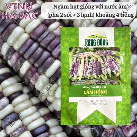 Hạt Giống Bắp Nếp Dẻo Cẩm Hồng RADO (Gói 5g~30 Hạt) Rạng Đông, Trái To, Hạt Dẻo, Rất Thơm, Dễ Gieo Trồng