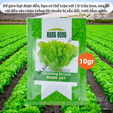 Hạt Giống Xà Lách RADO 357 (Gói 10g~6000 Hạt) Rạng Đông, Giống Xà Lách Dún Trồng Quanh Năm, Nhanh Thu Hoạch