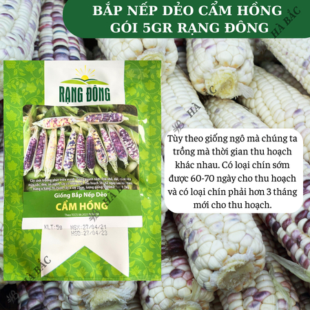 Hạt Giống Bắp Nếp Dẻo Cẩm Hồng RADO (Gói 5g~30 Hạt) Rạng Đông, Trái To, Hạt Dẻo, Rất Thơm, Dễ Gieo Trồng