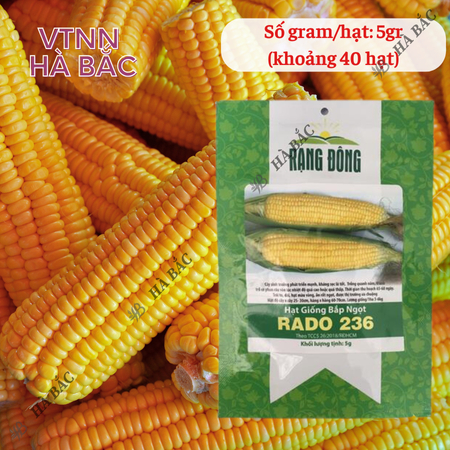 Hạt Giống Bắp Ngọt RADO 236 (Gói 5g~40 Hạt) Rạng Đông, Trái To, Ngọt, Trồng Quanh Năm