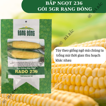 Hạt Giống Bắp Ngọt RADO 236 (Gói 5g~40 Hạt) Rạng Đông, Trái To, Ngọt, Trồng Quanh Năm