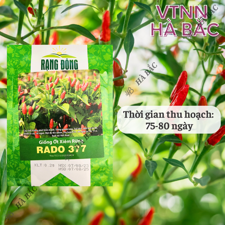 Hạt Giống Ớt Xiêm Rừng RADO 377 (Gói 0,2g~30 Hạt) Rạng Đông, Siêu Cay, Trái Sai, Sinh Trưởng Khỏe, Trồng Quanh Năm