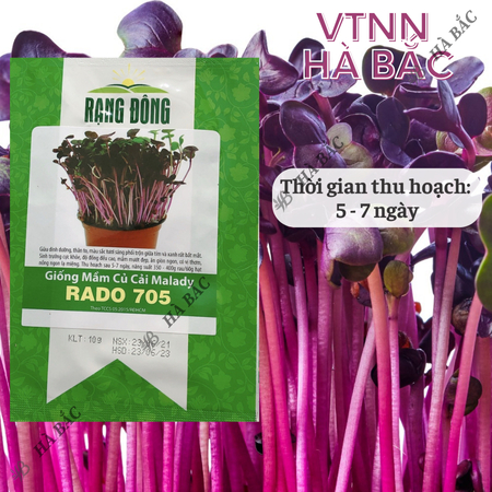 Hạt Giống Mầm Củ Cải Malady RADO 705 (Gói 10g~200 Hạt) Rạng Đông, Dễ Trồng, Nhanh Thu Hoạch