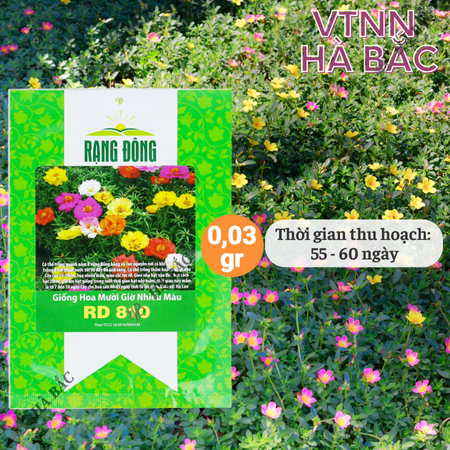 Hạt Giống Hoa Mười Giờ Nhiều Màu RADO 810 (Gói 0,03g~150 Hạt) Rạng Đông, Ra Hoa Liên Tục, Trồng Quanh Năm