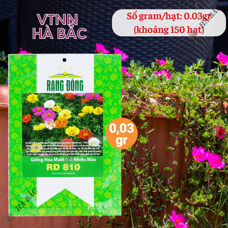 Hạt Giống Hoa Mười Giờ Nhiều Màu RADO 810 (Gói 0,03g~150 Hạt) Rạng Đông, Ra Hoa Liên Tục, Trồng Quanh Năm