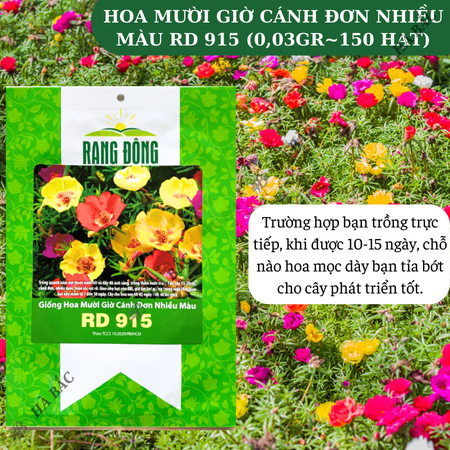 Hạt Giống Hoa Mười Giờ Cánh Đơn Nhiều Màu RADO 915 (Gói 0,03g~150 Hạt) Rạng Đông, Dễ Chăm, Hoa Ra Liên Tục