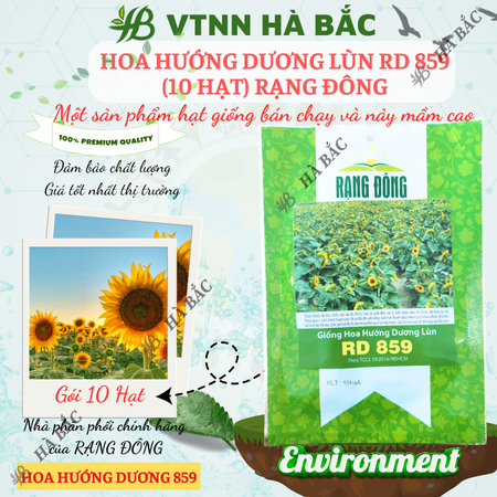 Hạt Giống Hoa Hướng Dương Lùn RADO 859 (Gói 10 Hạt) Rạng Đông, Cánh Đơn, Hoa Nở To, Thích Hợp Trồng Chậu