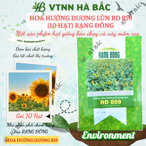 Hạt Giống Hoa Hướng Dương Lùn RADO 859 (Gói 10 Hạt) Rạng Đông, Cánh Đơn, Hoa Nở To, Thích Hợp Trồng Chậu