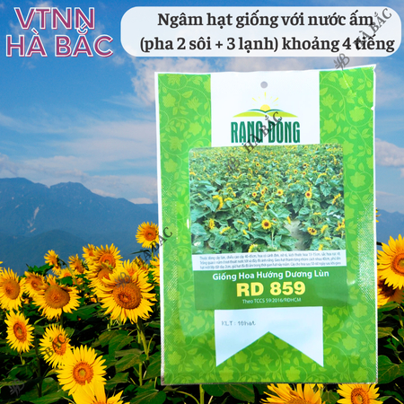 Hạt Giống Hoa Hướng Dương Lùn RADO 859 (Gói 10 Hạt) Rạng Đông, Cánh Đơn, Hoa Nở To, Thích Hợp Trồng Chậu